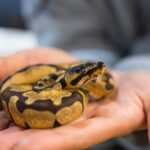 Beginner-Friendly Exotic Pets_ Safe, Legal, and Low-Maintenance Animals for Modern Households