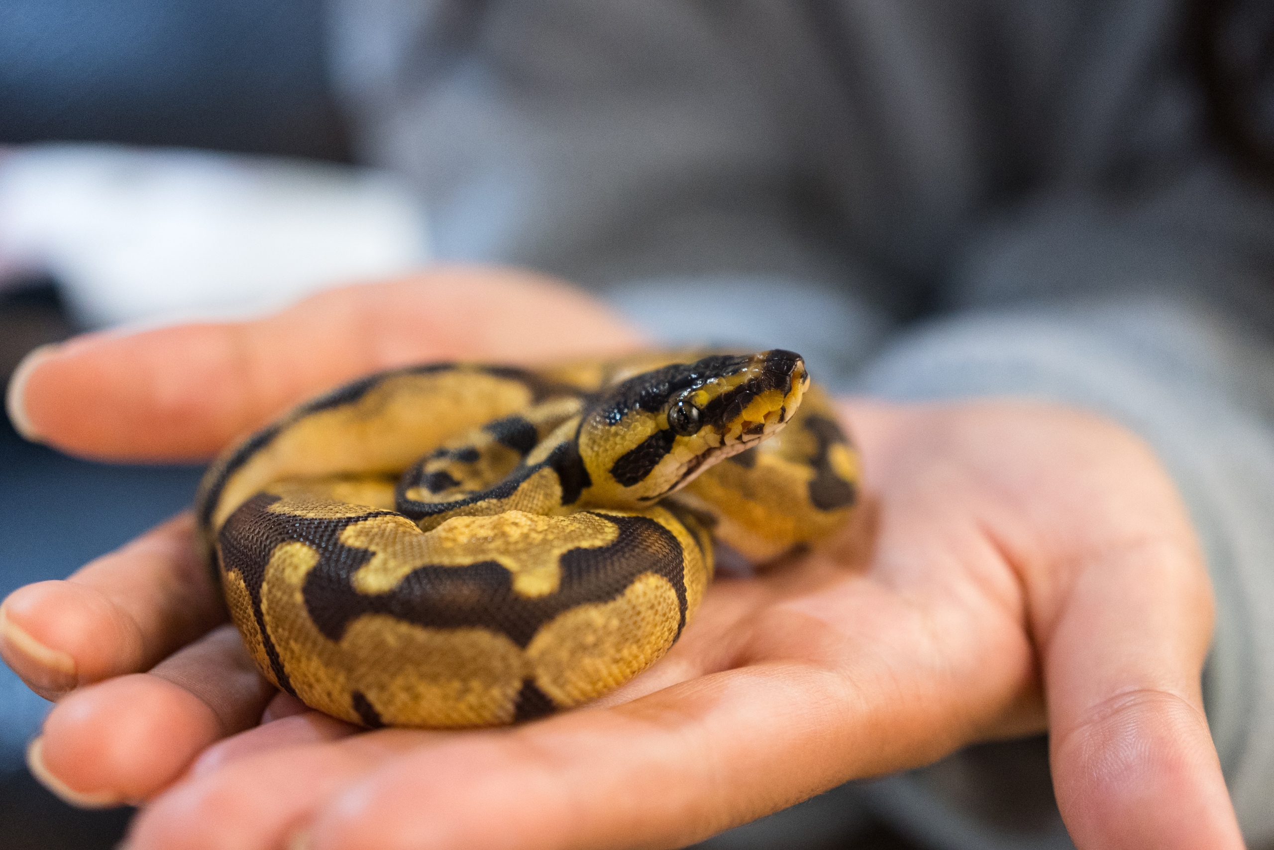 Beginner-Friendly Exotic Pets_ Safe, Legal, and Low-Maintenance Animals for Modern Households